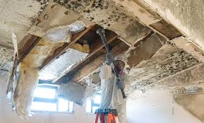 Professional Mold Inspection in Waterloo, IA